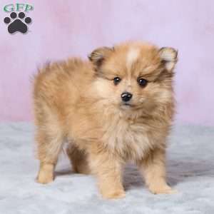 Lilly, Pomeranian Puppy